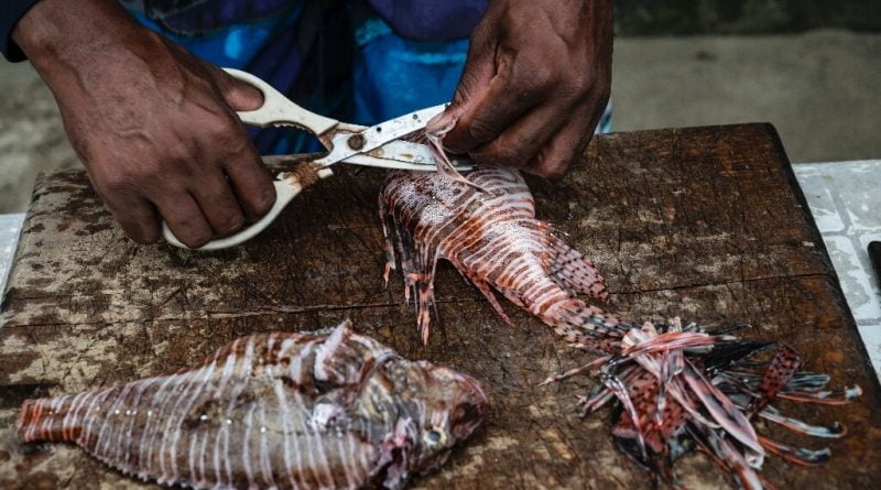 Lionfish—an invasive menace terrorizing Venezuela's coast