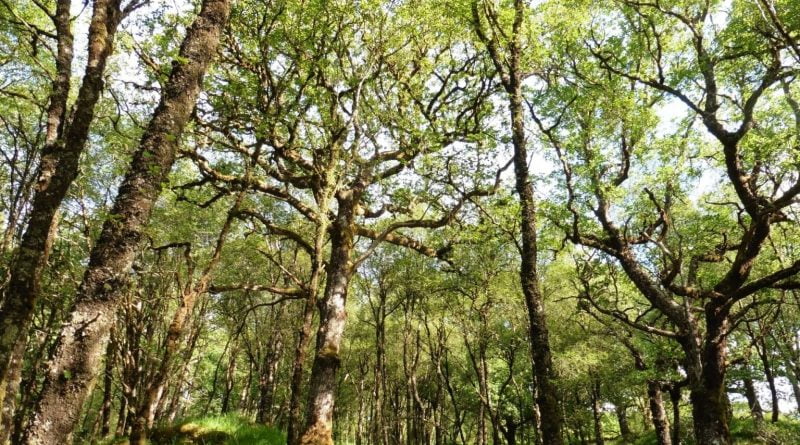 Loss of tree species has cumulative impact on biodiversity