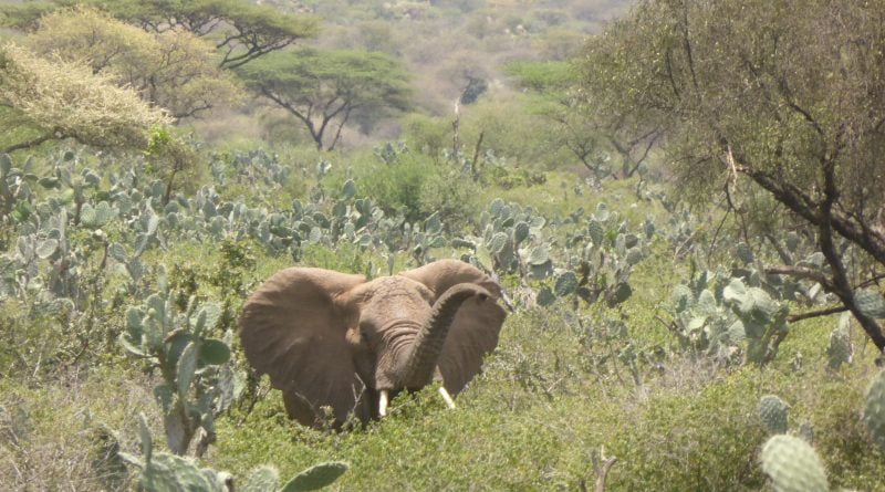 Satellites reveal Ethiopian elephants under threat, study shows