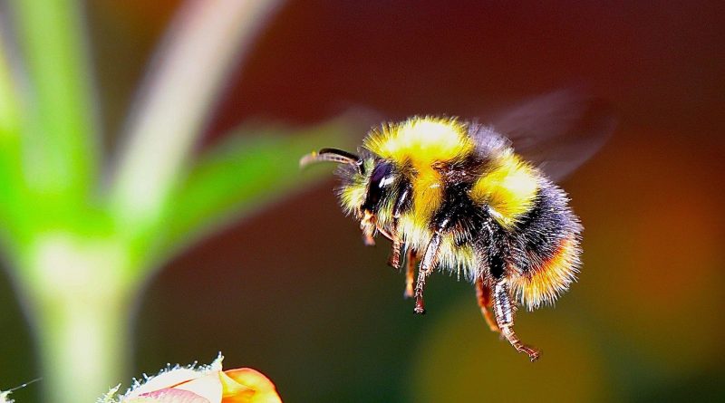 Scientists discover gut bacteria that improve memory in bees
