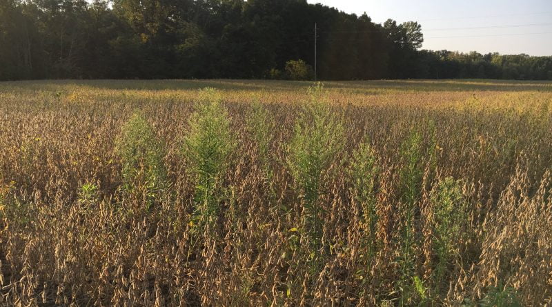 Surveys show horseweed is a persistent and unpredictable foe in soybean crops