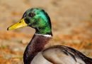 Bird flu outbreak in French foie gras region