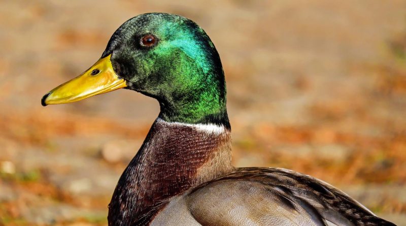 Bird flu outbreak in French foie gras region