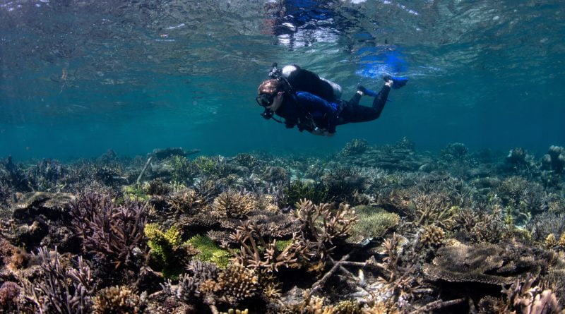 Newly discovered fish songs demonstrate reef restoration success