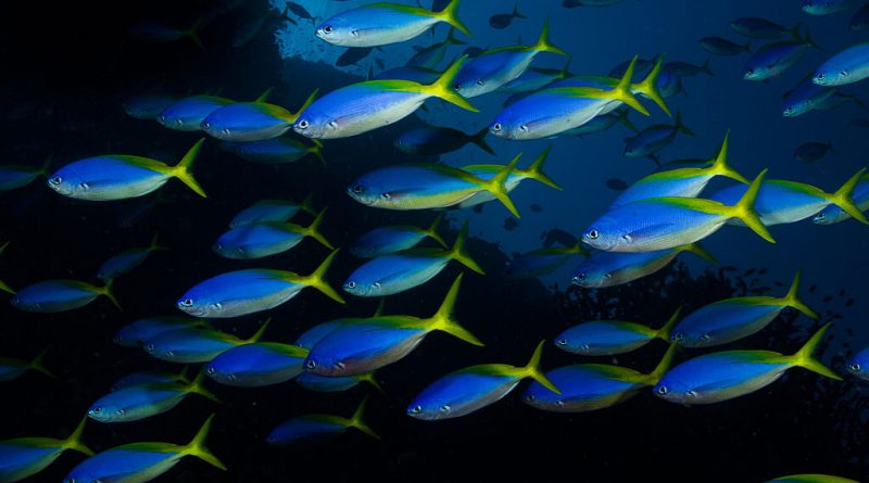 Ocean acidification and warming disrupts fish shoals